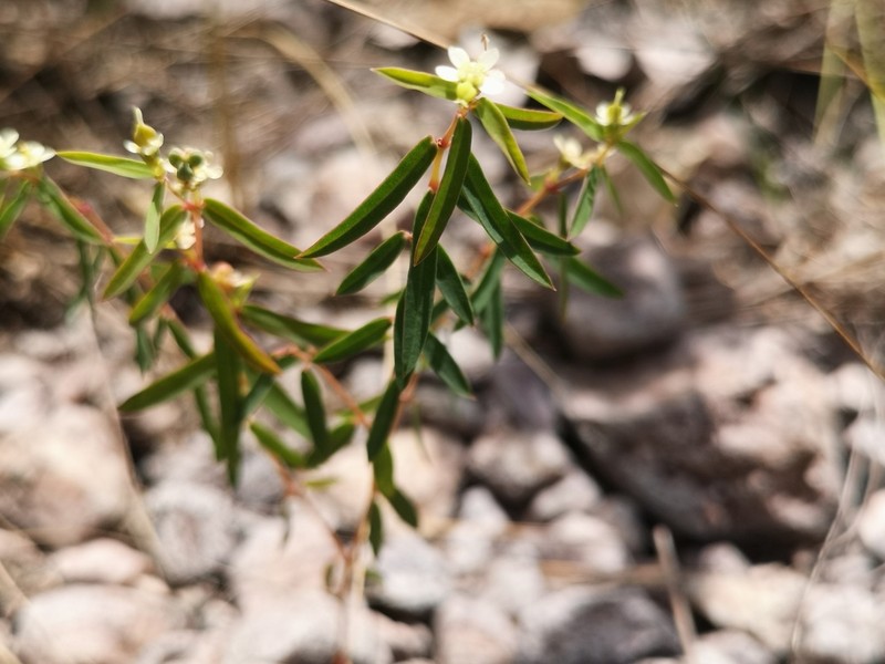 Euphorbia potentilloides photo 6