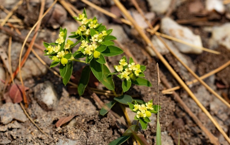 Euphorbia potentilloides photo 7