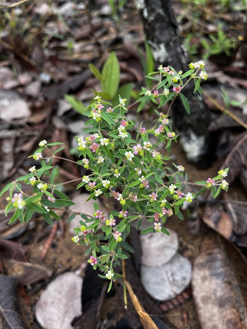 Euphorbia potentilloides photo 8