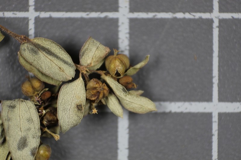 Euphorbia potosina