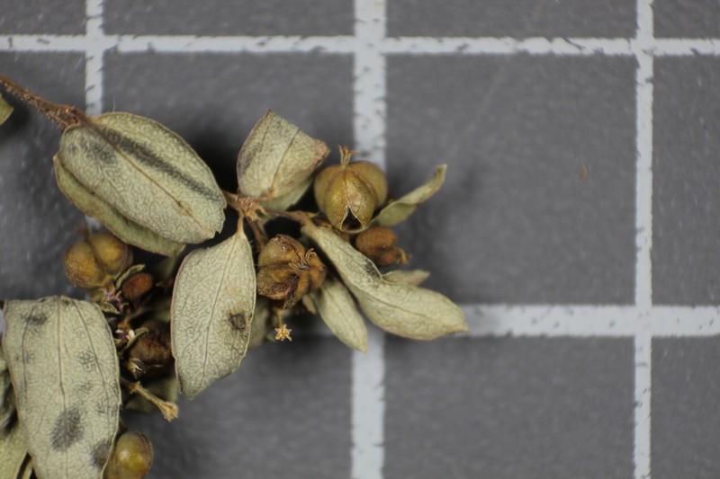 Euphorbia potosina photo 2