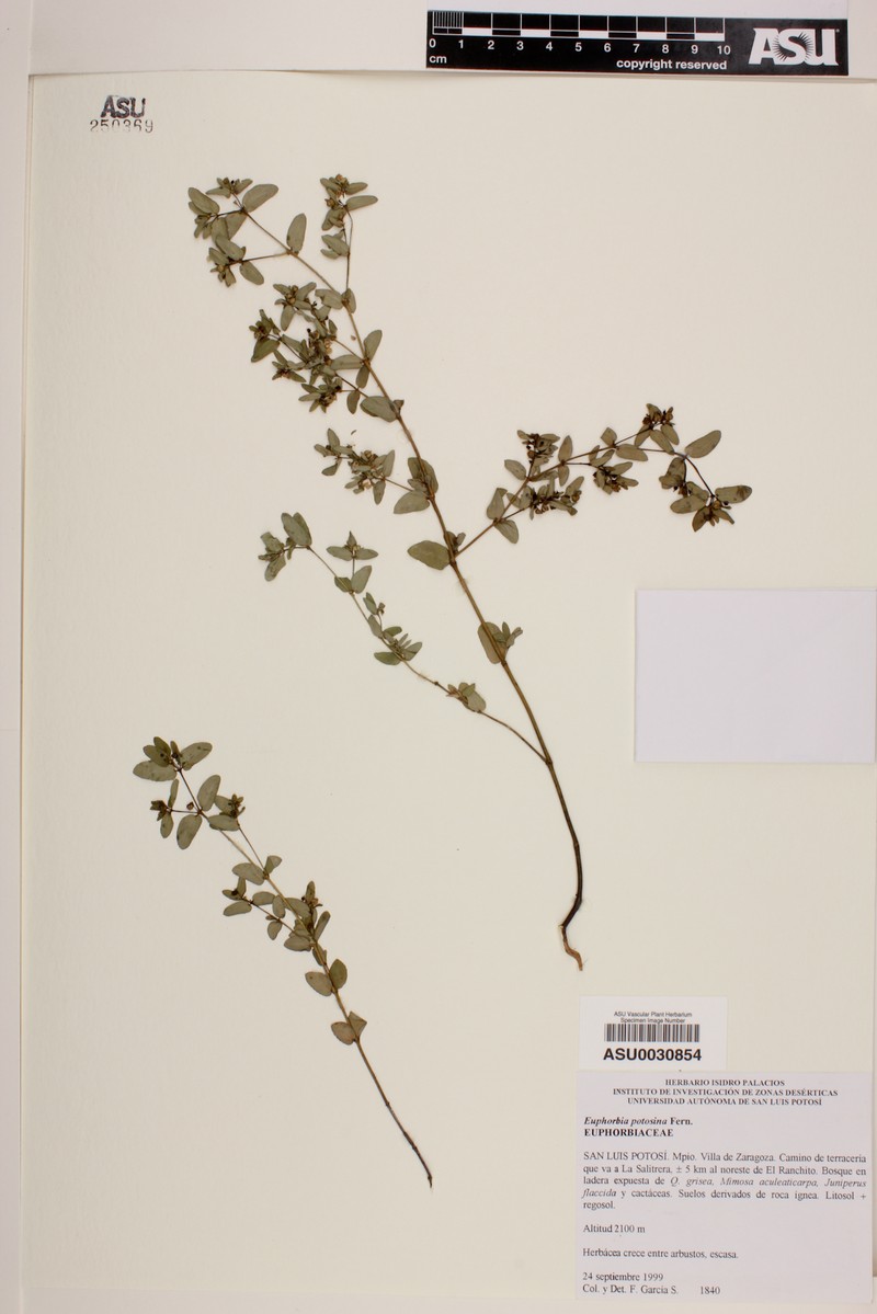 Euphorbia potosina photo 4