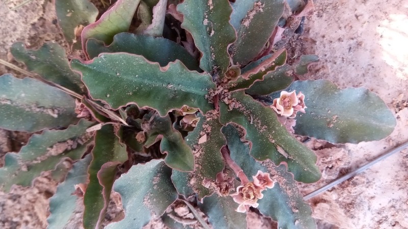 Euphorbia primulifolia photo 2