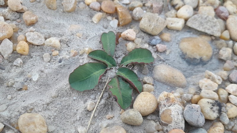 Euphorbia primulifolia photo 3