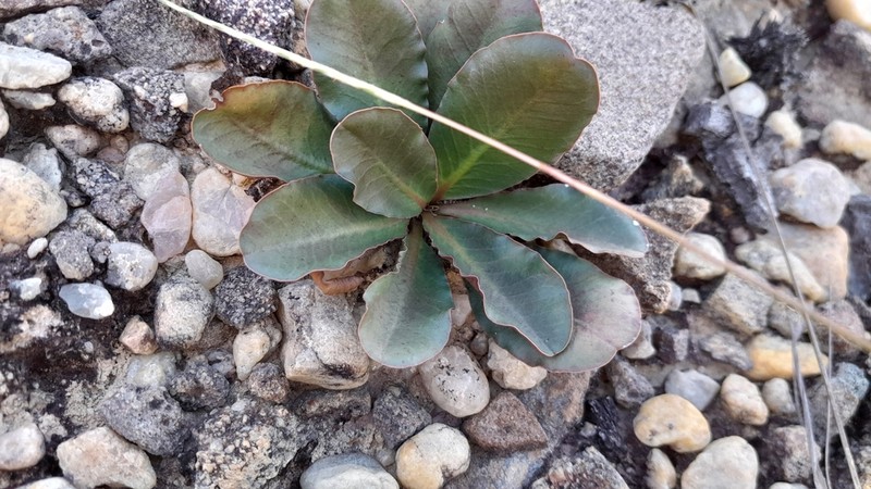 Euphorbia primulifolia photo 4