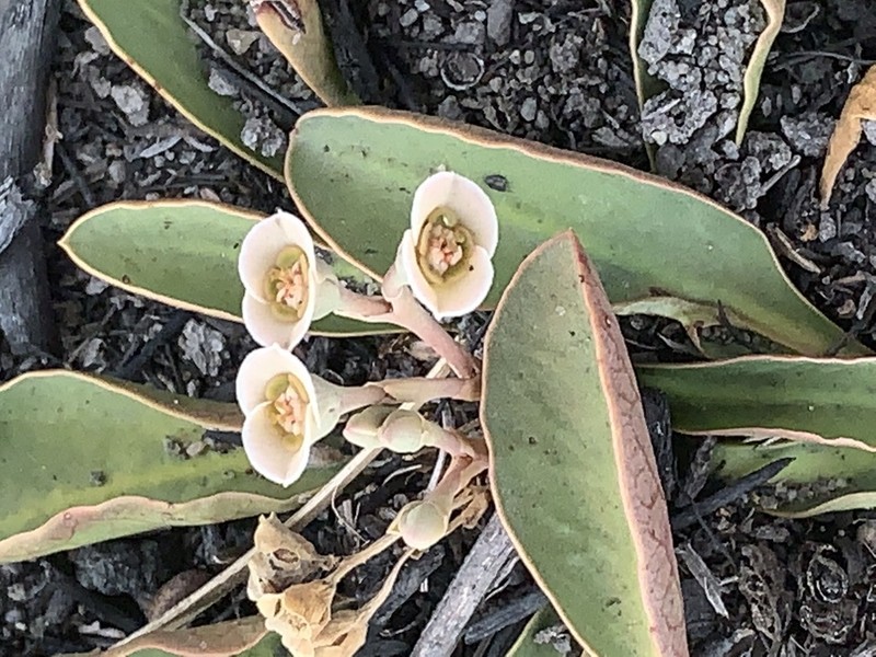 Euphorbia primulifolia photo 5