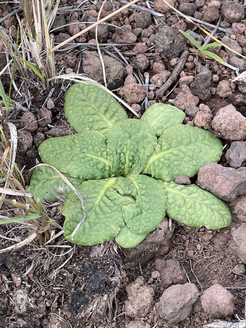 Euphorbia primulifolia photo 6
