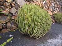 Euphorbia proballyana