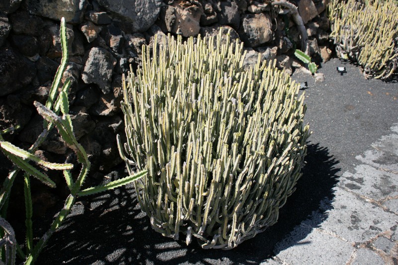 Euphorbia proballyana photo 6