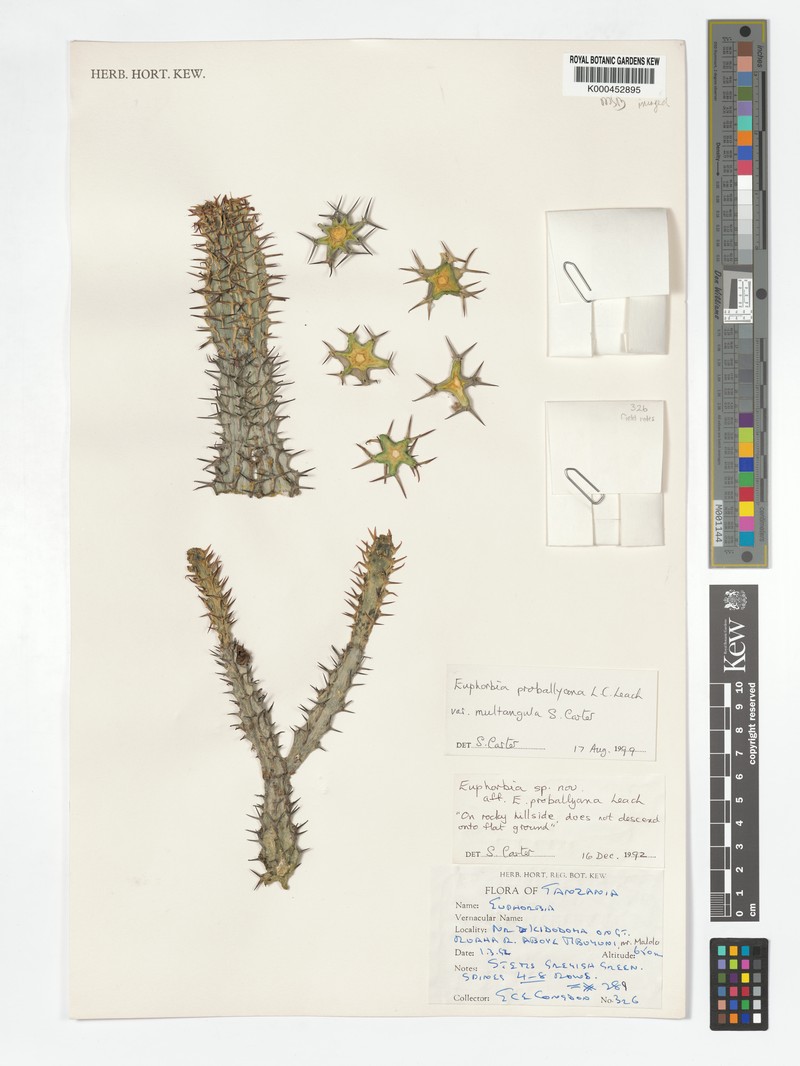 Euphorbia proballyana var. multangula