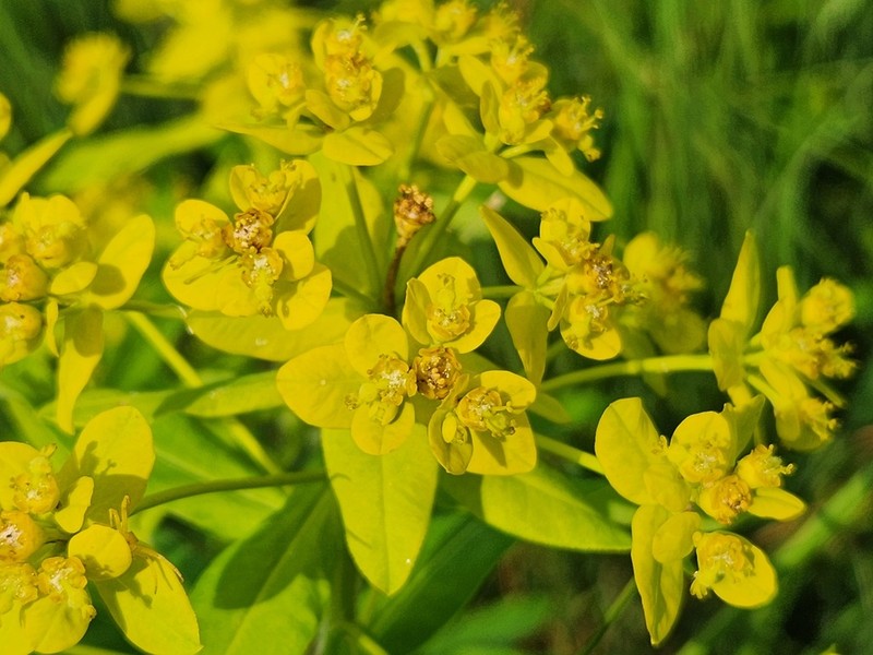 Euphorbia procera photo 2