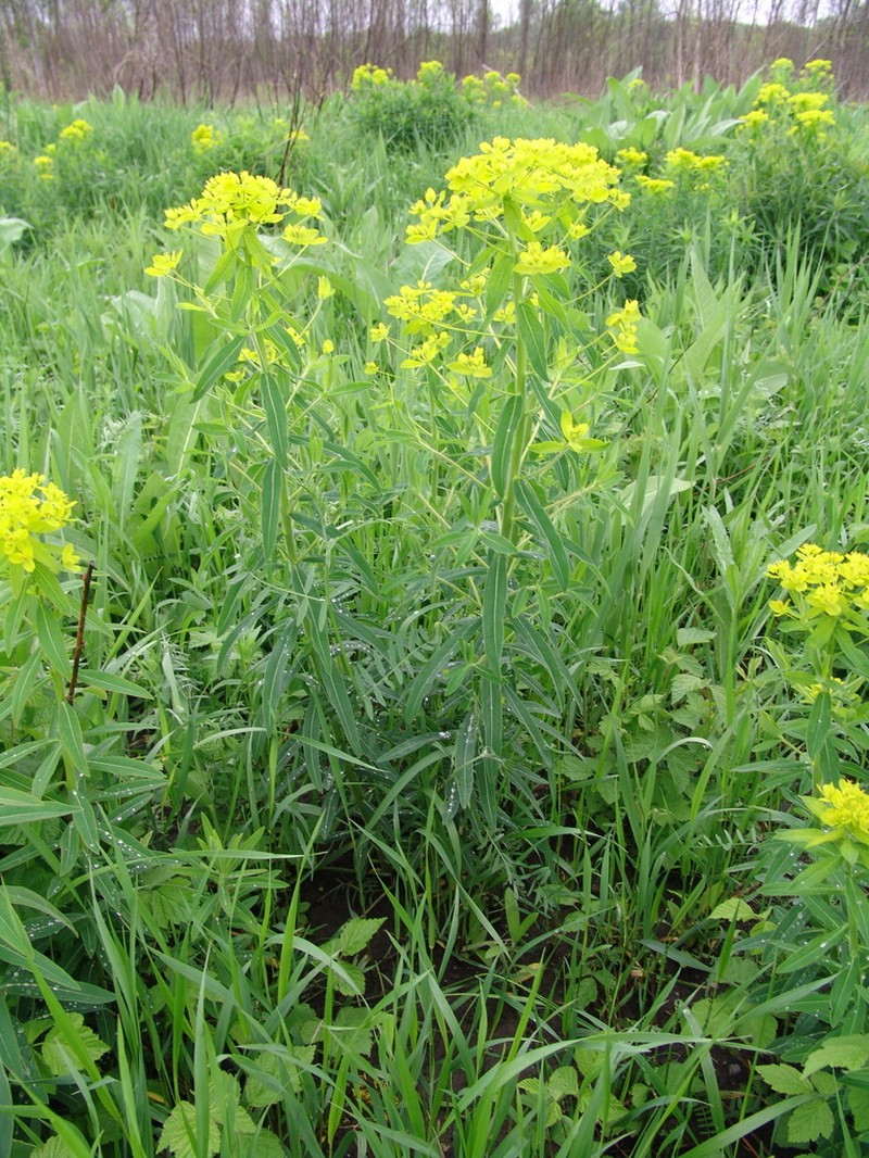 Euphorbia procera photo 3