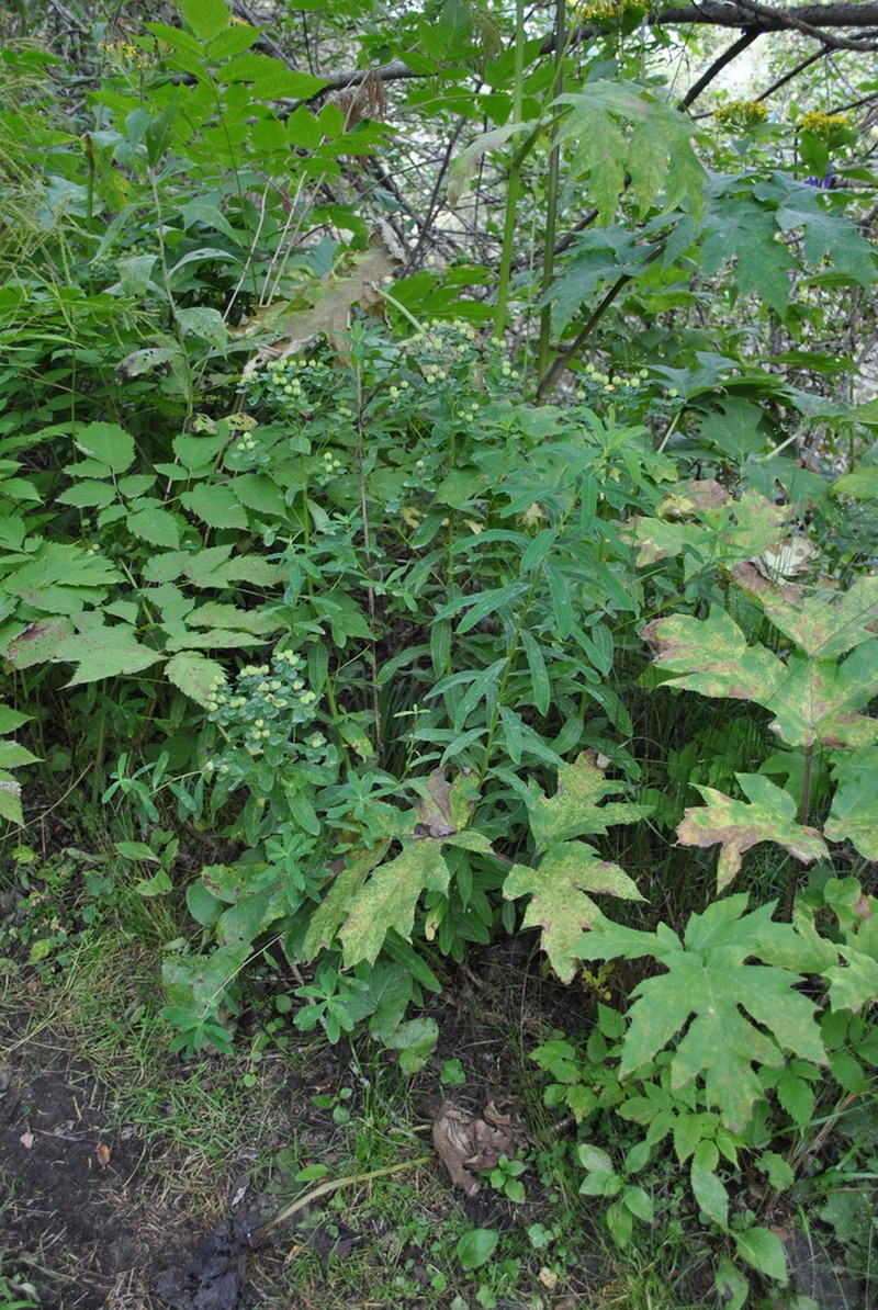Euphorbia procera photo 4