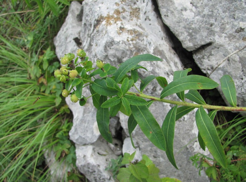 Euphorbia procera photo 6