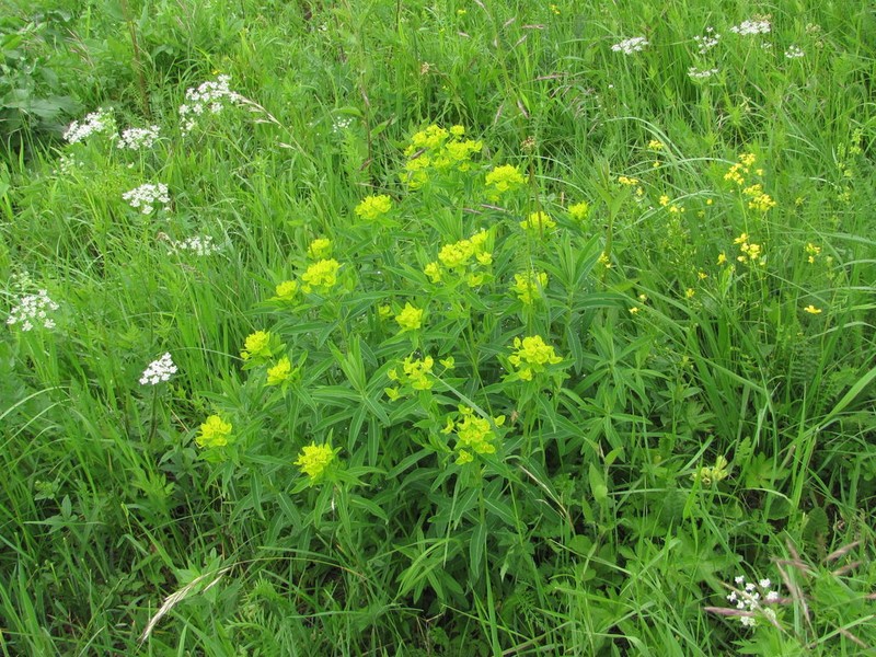 Euphorbia procera photo 7
