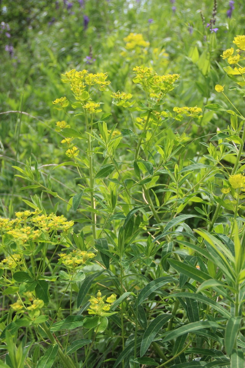 Euphorbia procera photo 8