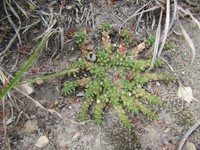 Euphorbia procumbens