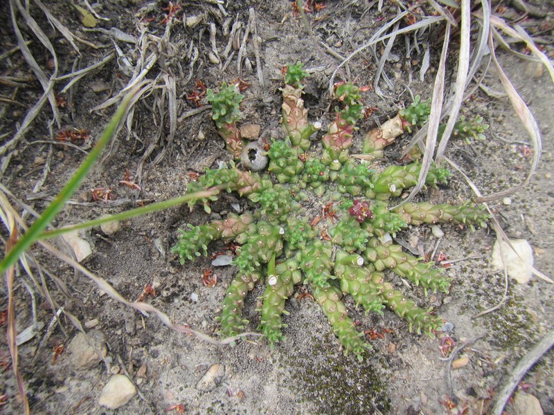 Euphorbia procumbens