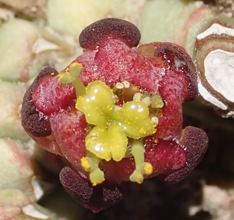 Euphorbia procumbens photo 2