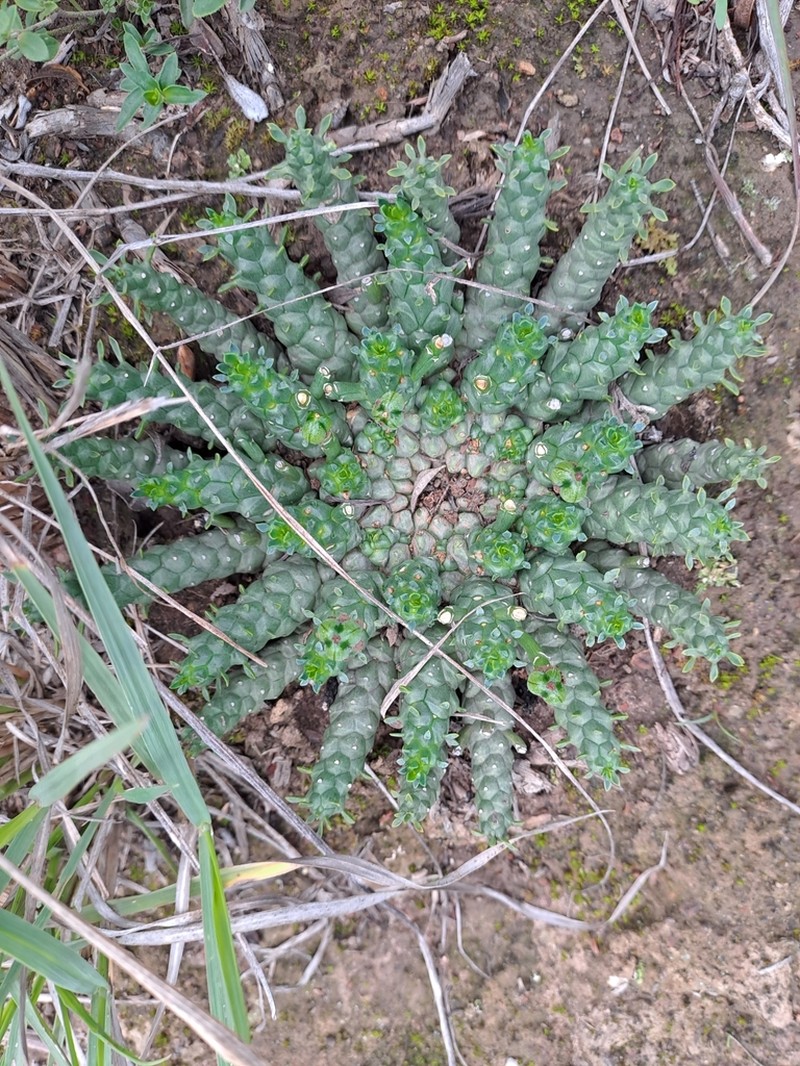 Euphorbia procumbens photo 3