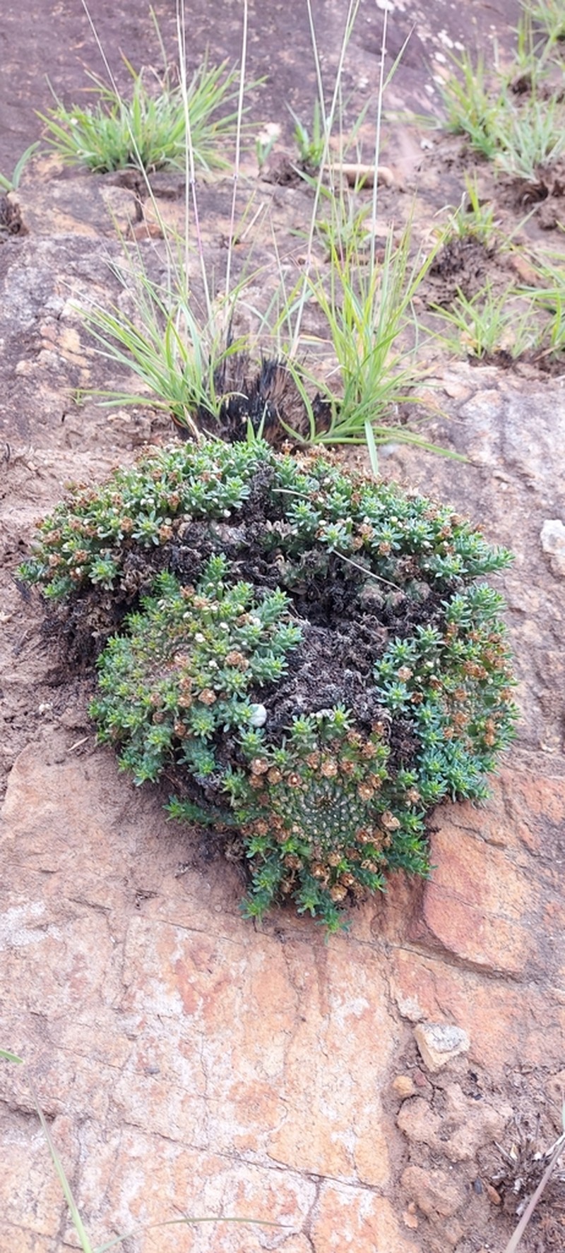 Euphorbia procumbens photo 4