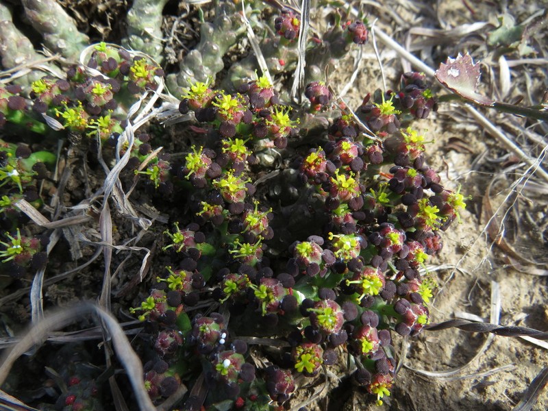 Euphorbia procumbens photo 5