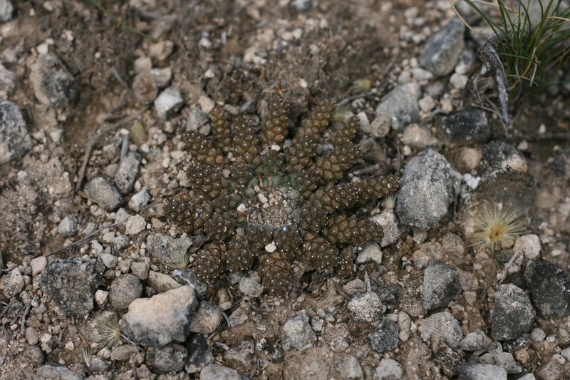 Euphorbia procumbens photo 6