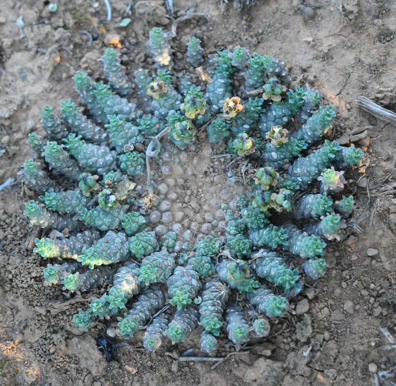 Euphorbia procumbens photo 7