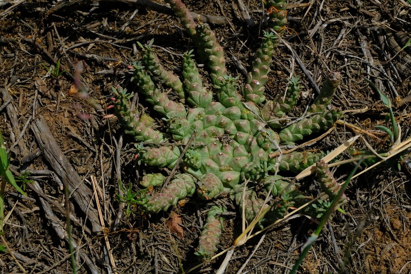 Euphorbia procumbens photo 8