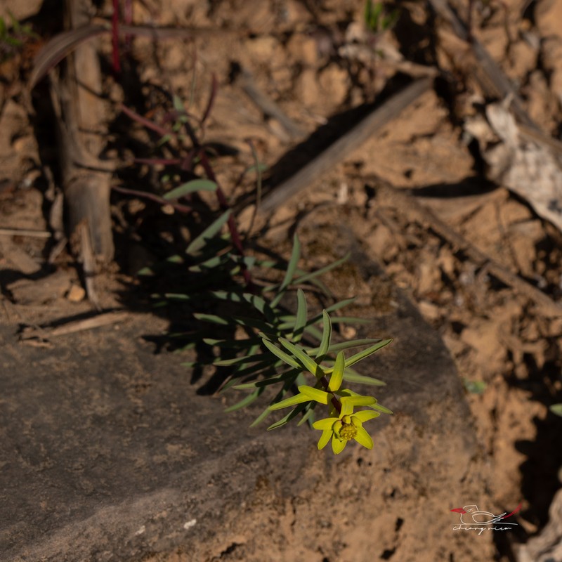 Euphorbia prolifera