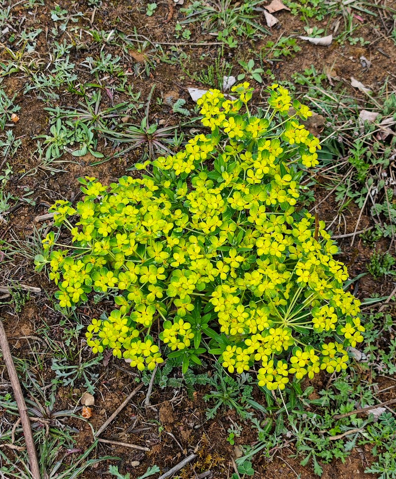 Euphorbia prolifera photo 2