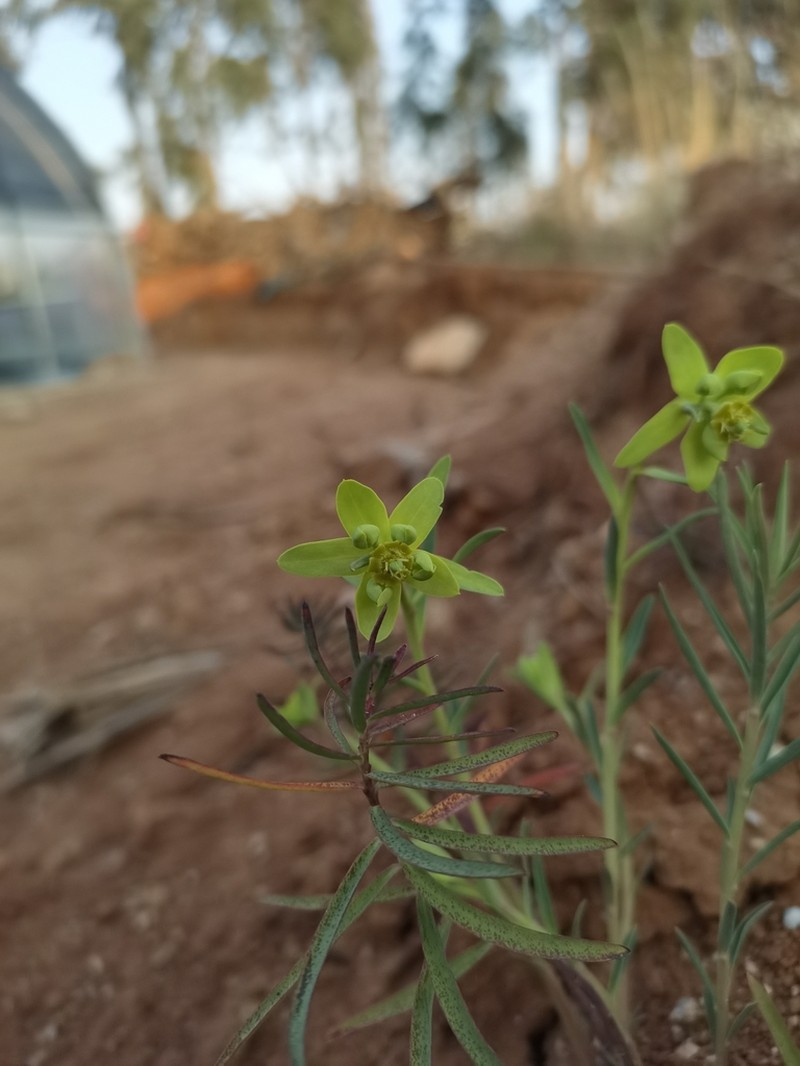 Euphorbia prolifera photo 3