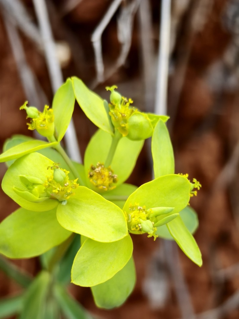 Euphorbia prolifera photo 4
