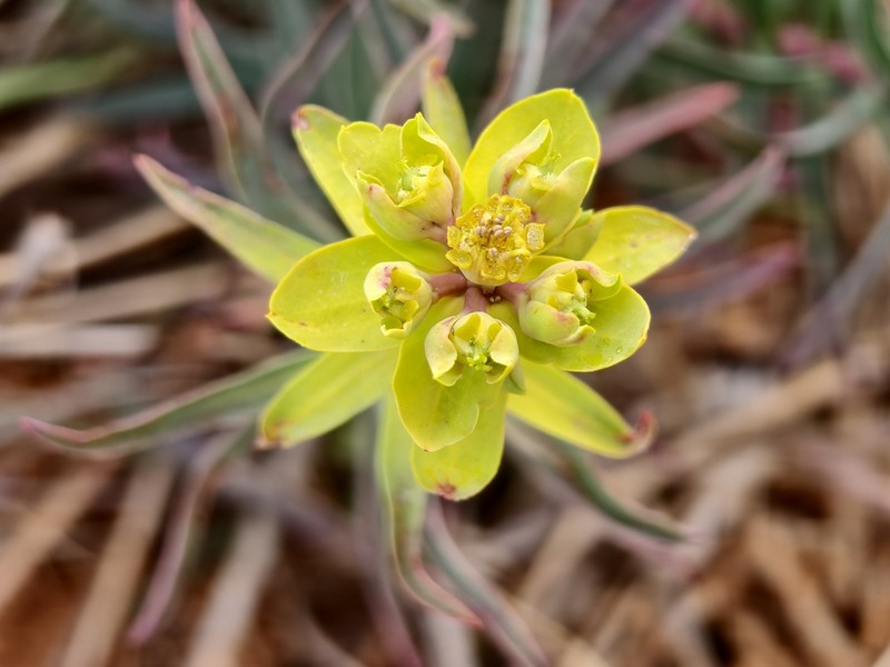 Euphorbia prolifera photo 6