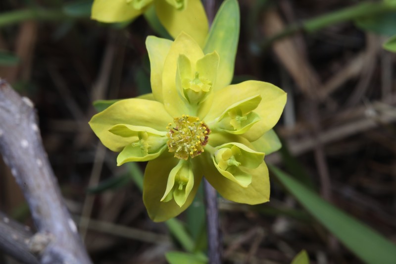 Euphorbia prolifera photo 7