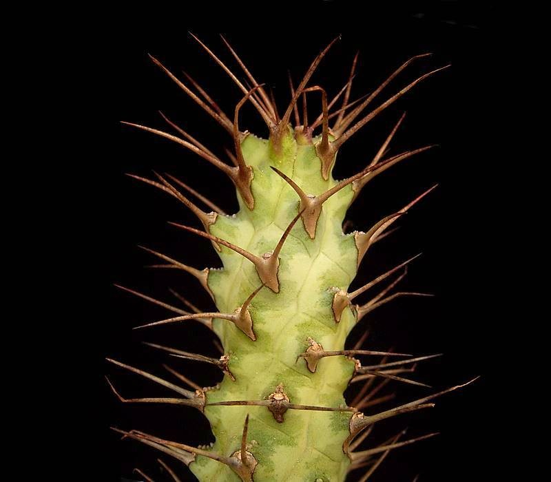 Euphorbia prona