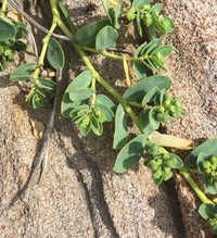 Euphorbia psammogeton
