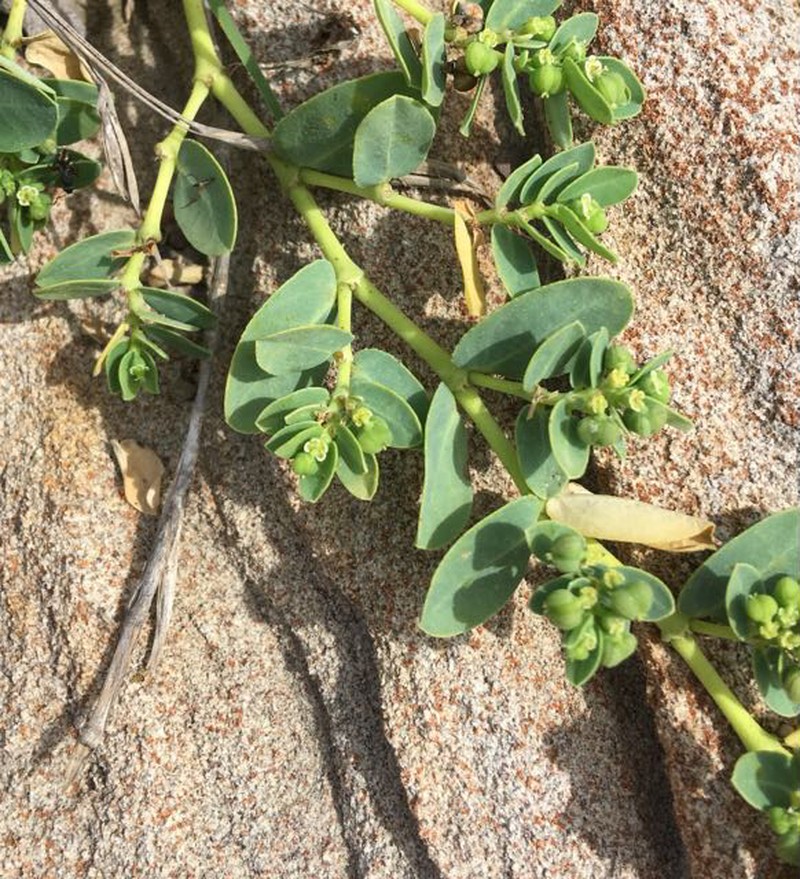Euphorbia psammogeton