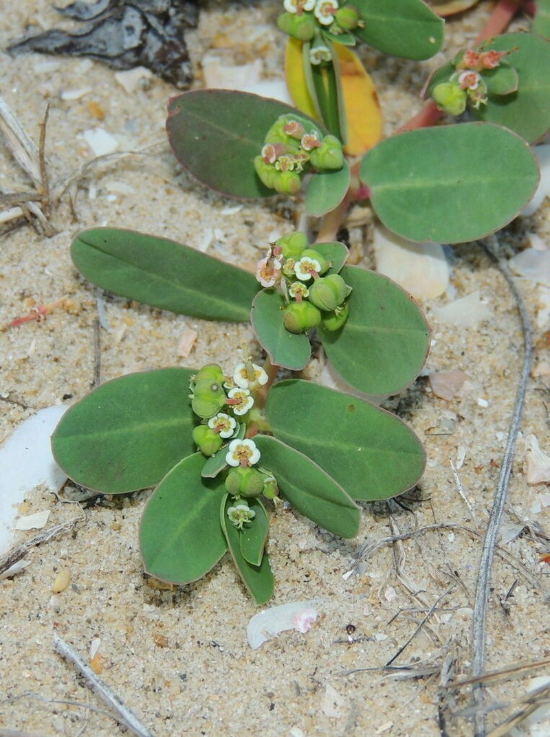 Euphorbia psammogeton photo 2