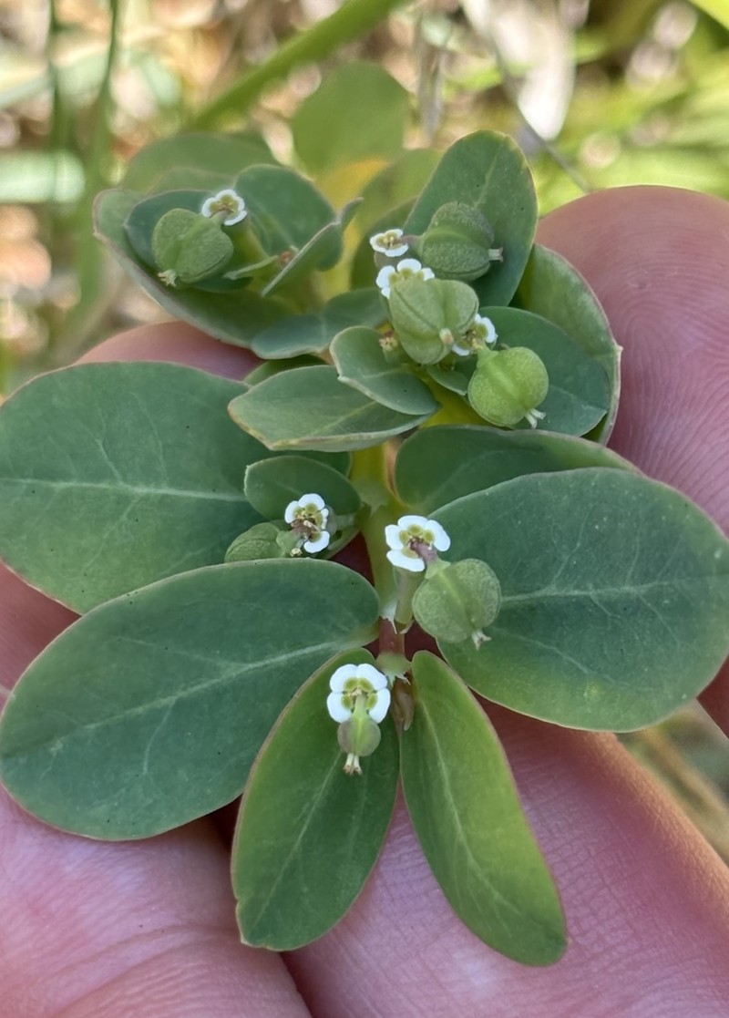 Euphorbia psammogeton photo 3