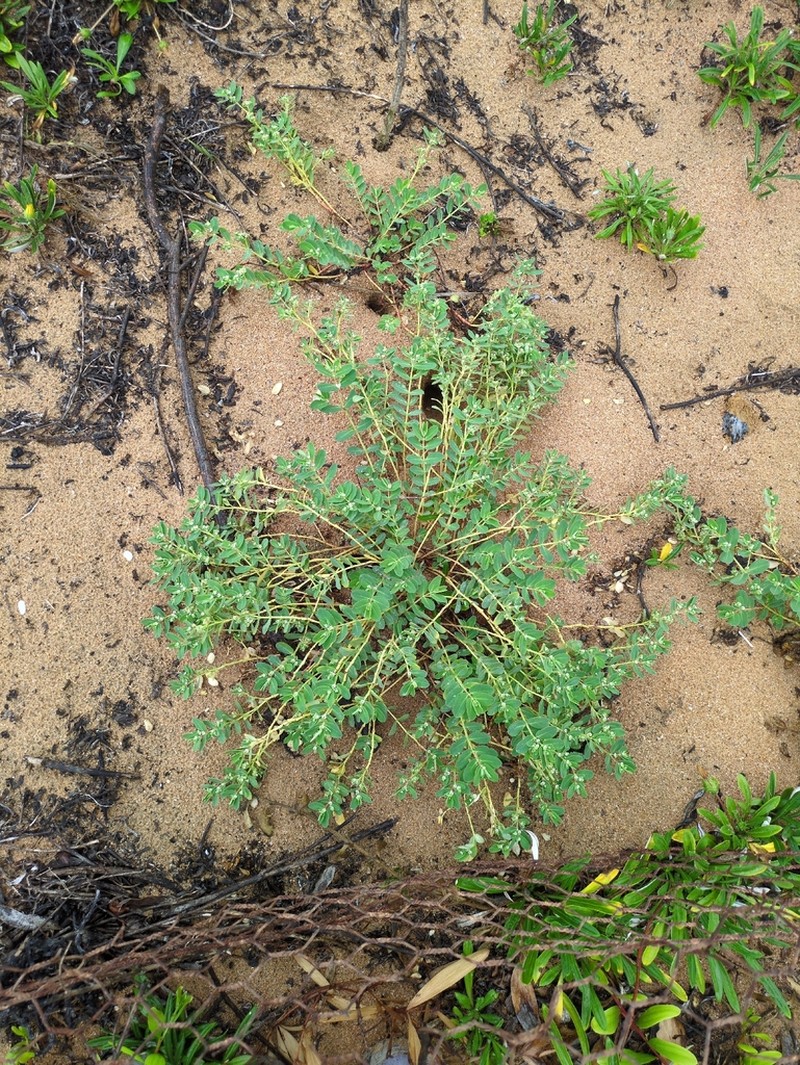 Euphorbia psammogeton photo 4