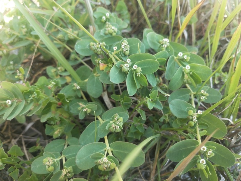 Euphorbia psammogeton photo 6