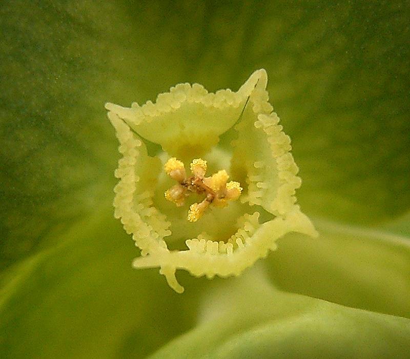 Euphorbia psammophila photo 2