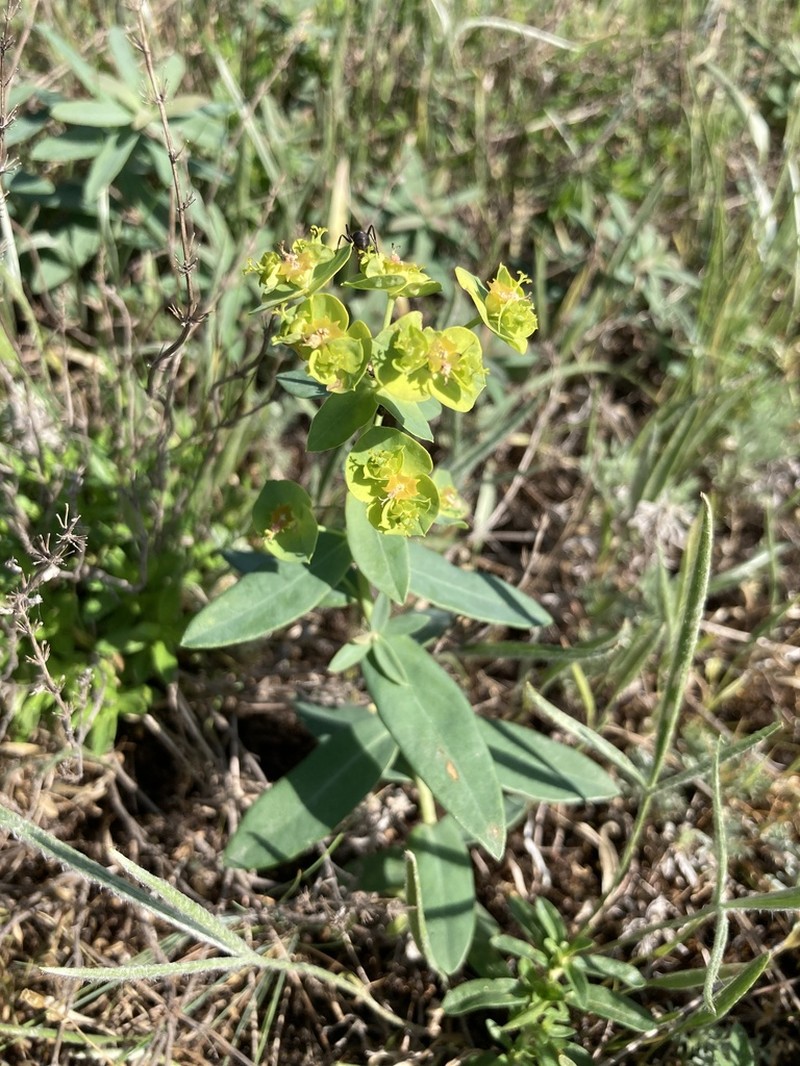 Euphorbia pseudagraria
