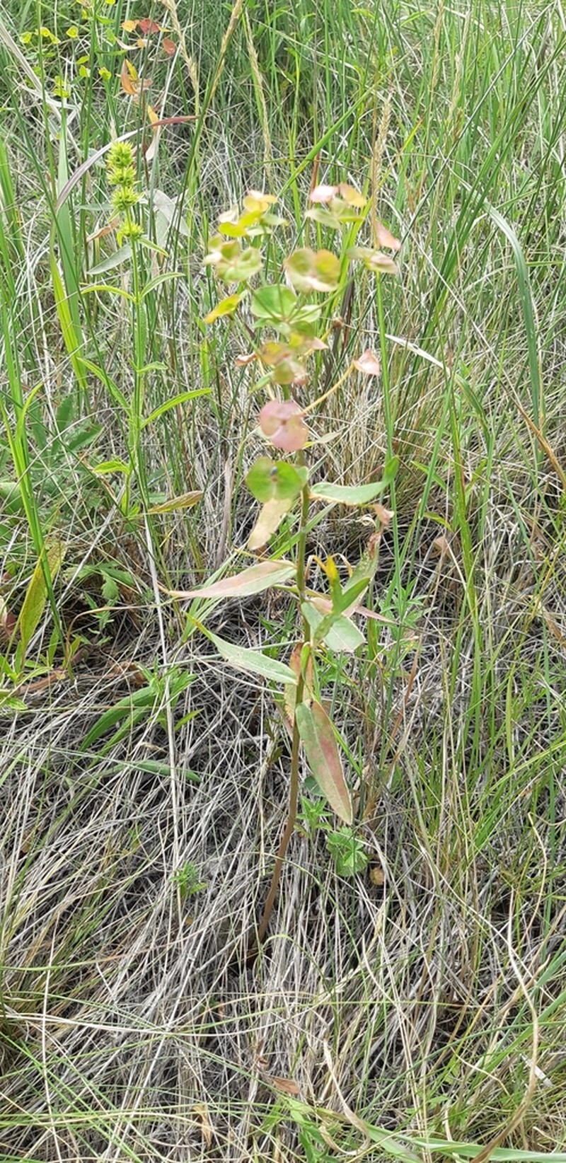 Euphorbia pseudagraria photo 2