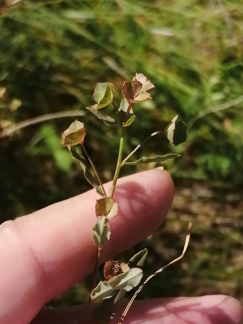 Euphorbia pseudagraria photo 3