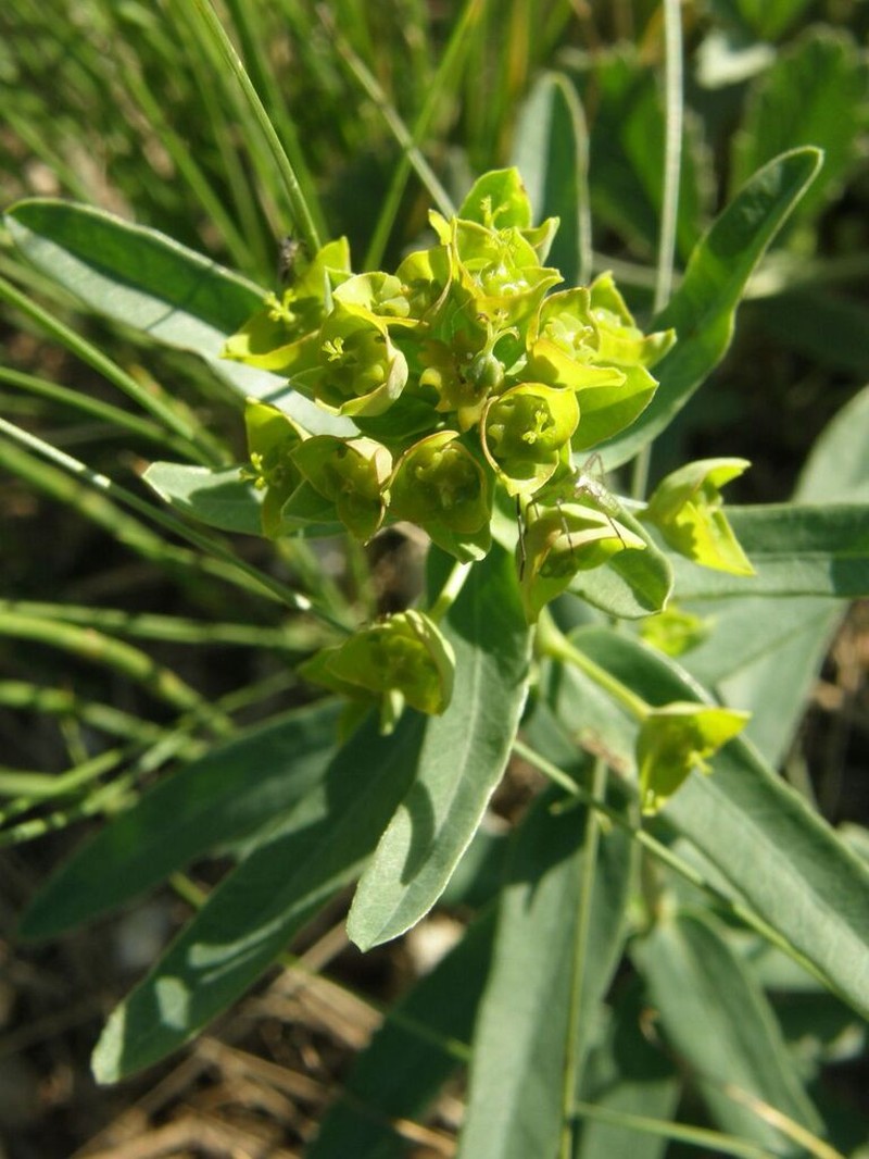 Euphorbia pseudagraria photo 4