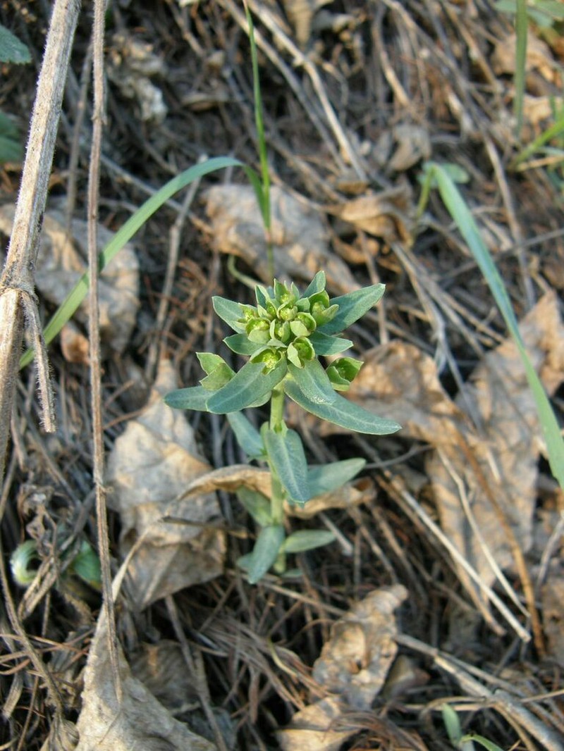 Euphorbia pseudagraria photo 5