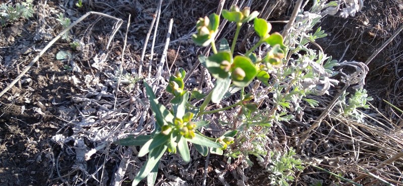 Euphorbia pseudagraria photo 6