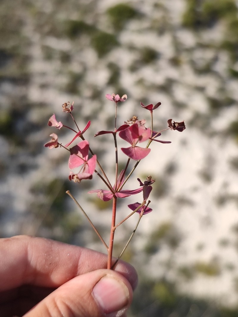 Euphorbia pseudagraria photo 7